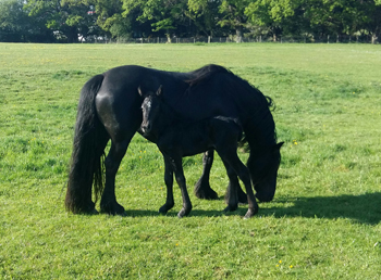 Rackwood Yogi, Fell pony foal